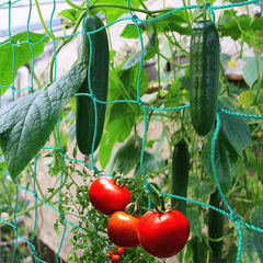 Plant Climbing Net 179 89 Trellis Netting For Climbing Plants