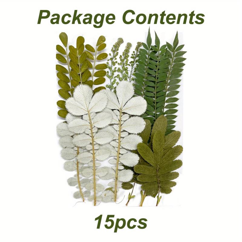 15pcs Dried Pressed Leaves Flowers Resin Fillers Greenery Crafts