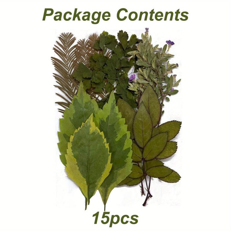 15pcs Dried Pressed Leaves Flowers Resin Fillers Greenery Crafts