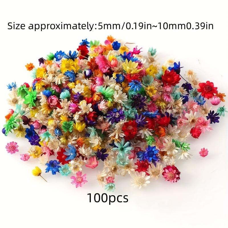 100pcs 5-10mm Natural Star Flower Head DIY Wreath Home Decor