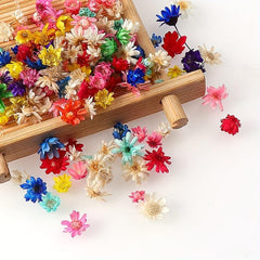 100pcs 5-10mm Natural Star Flower Head DIY Wreath Home Decor