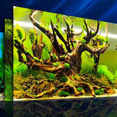 Underwater Forest Fish Tank Background