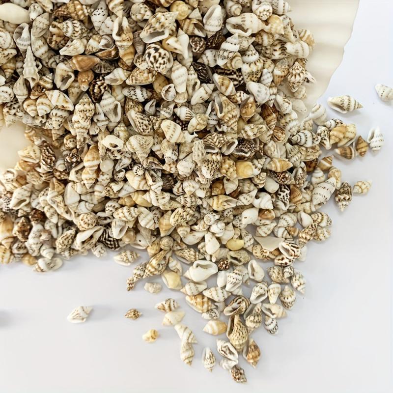 8 Natural Non Porous Shells for Fish Tank & Bottle Decoration