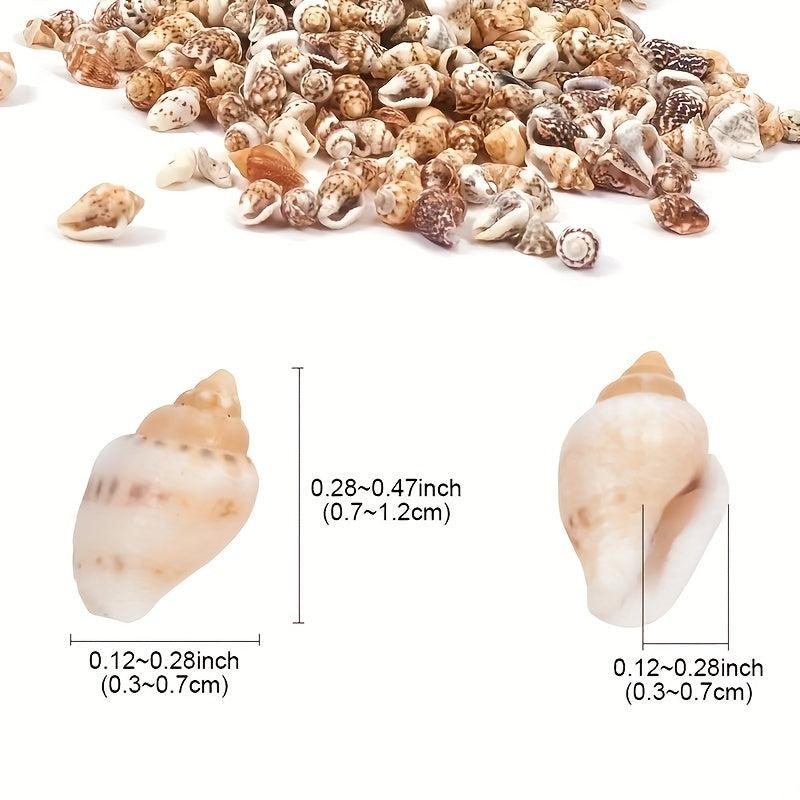 8 Natural Non Porous Shells for Fish Tank & Bottle Decoration