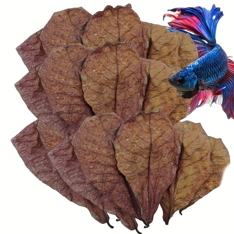 Natural Aquatic Almond Leaves for pH Balance and Water Conditioning (10pcs)
