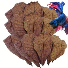 Natural Aquatic Almond Leaves for pH Balance and Water Conditioning (10pcs)