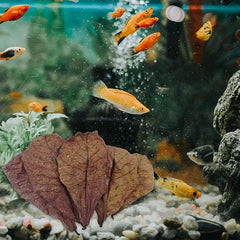 Natural Aquatic Almond Leaves for pH Balance and Water Conditioning (10pcs)