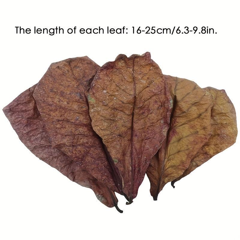 Natural Aquatic Almond Leaves for pH Balance and Water Conditioning (10pcs)