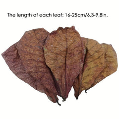 Natural Aquatic Almond Leaves for pH Balance and Water Conditioning (10pcs)