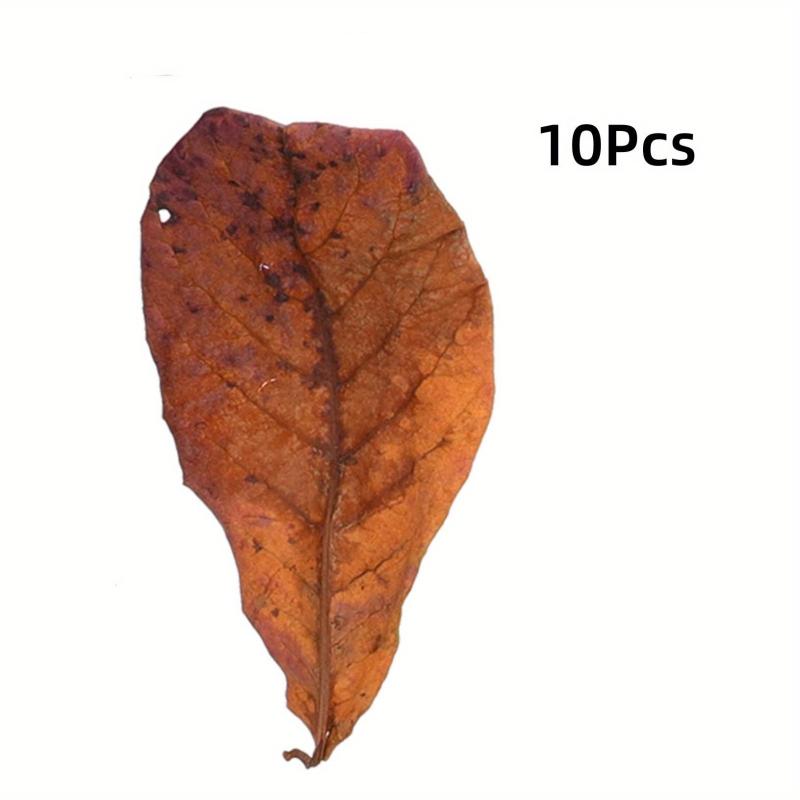 Natural Aquatic Almond Leaves for pH Balance and Water Conditioning (10pcs)