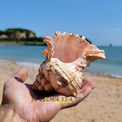 Natural Large Conch Shell for Aquarium Decor