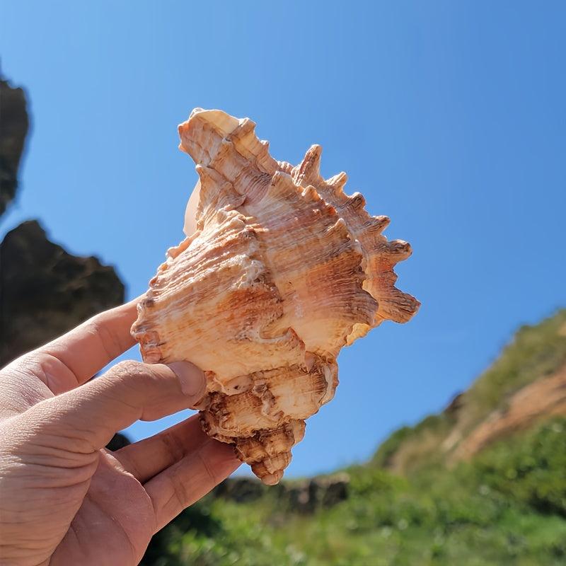 Natural Large Conch Shell for Aquarium Decor