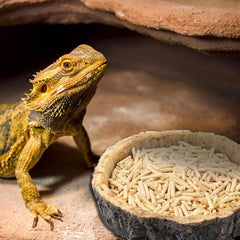 2pcs Reptile Water And Food Bowls for Lizards, Bearded Dragons, Snakes