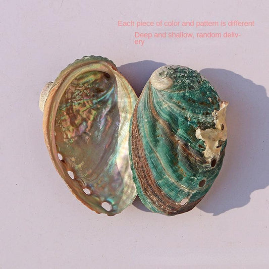 Abalone Shell Conch Shell Aquarium Decoration