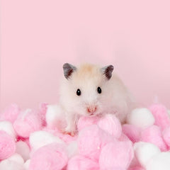 50pcs Random Pet Hamster Warm Balls Small Animal Nest for Autumn and Winter