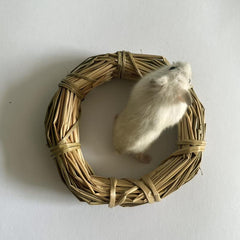 Small Pet Teething Straw Rings, Grass Rings, Chewing Toys