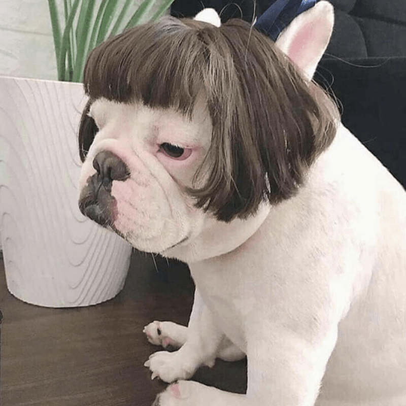 Pet Costumes Wig Dog Cosplay Hair Puppy Cat Wigs