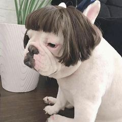 Pet Costumes Wig Dog Cosplay Hair Puppy Cat Wigs