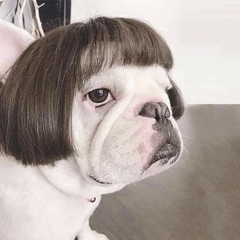 Pet Costumes Wig Dog Cosplay Hair Puppy Cat Wigs