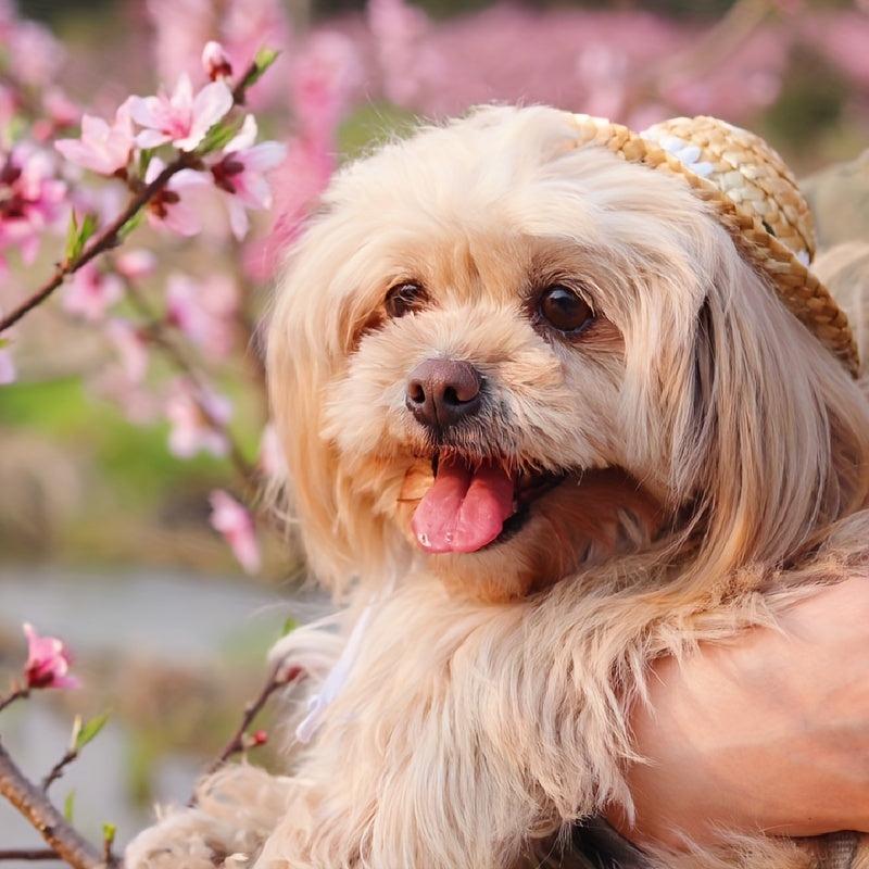 Adjustable Pet Sombrero Straw Hat for Sun Protection