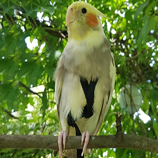 Adjustable Pet Parrot Leash & Harness - Bird Harness For Flying - Traction Rope