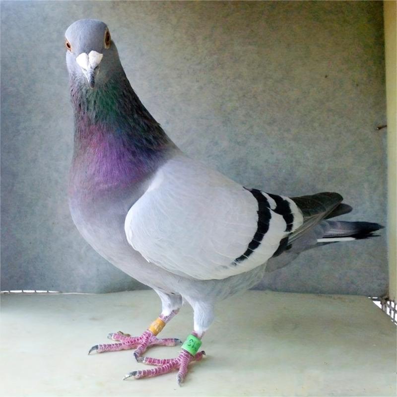 50pcs Pigeon Leg Rings for Parrots & Pigeons