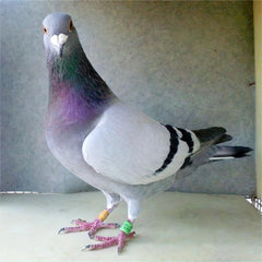 50pcs Pigeon Leg Rings for Parrots & Pigeons