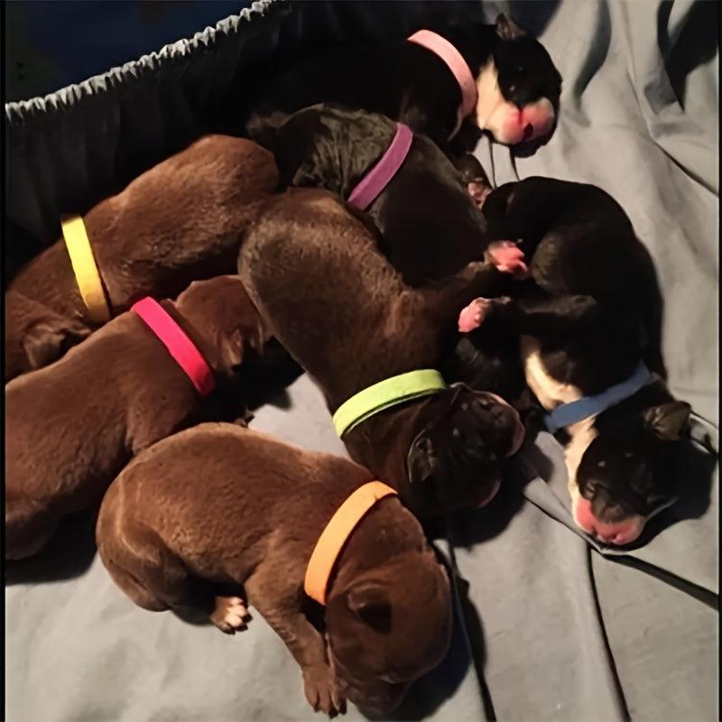 Colorful Adjustable ID Collars for Pets