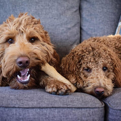 Durable Chew Toy for Teething Puppies