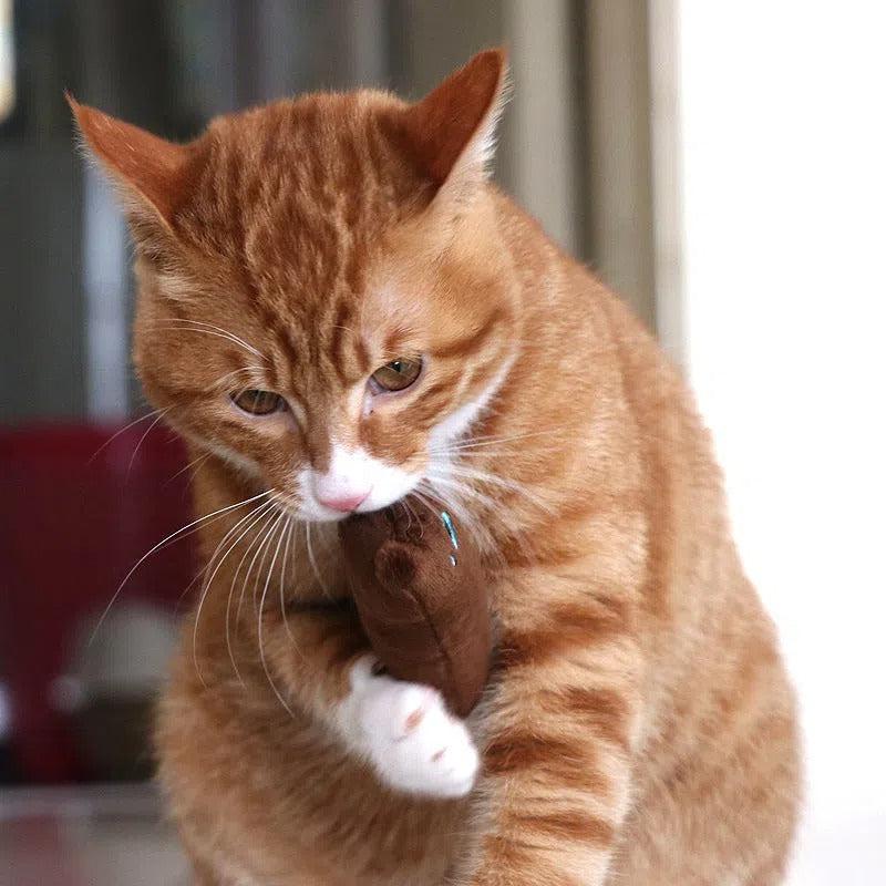 Cat Teaser Toy with Squeaky Plush Pillow u2013 Interactive Pet Supply