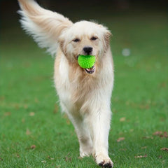 Interactive Dog Chew Toy Fun Training & Teeth Cleaning Random Ball