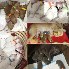 12pcs Reusable Soft Pet ID Collars for Newborn Kitties and Puppies