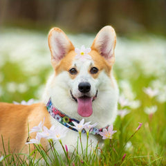Floral Dog Collars for Small & Medium Dogs