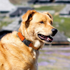 Adjustable Reflective Pet Collar for Safety