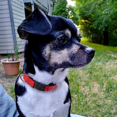 Adjustable Reflective Pet Collar for Safety