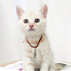 Brass Pet ID Tag Address Tag Collar Ornament