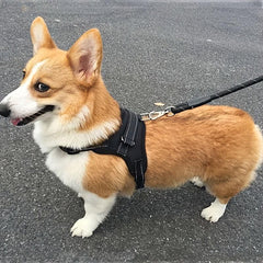 Comfortable Pet Harness and Leash Set for Dogs - Ideal for Walking and Traveling