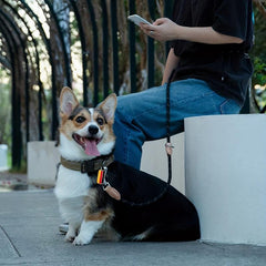 Adjustable Nylon Dog Lead for Small and Medium Dogs