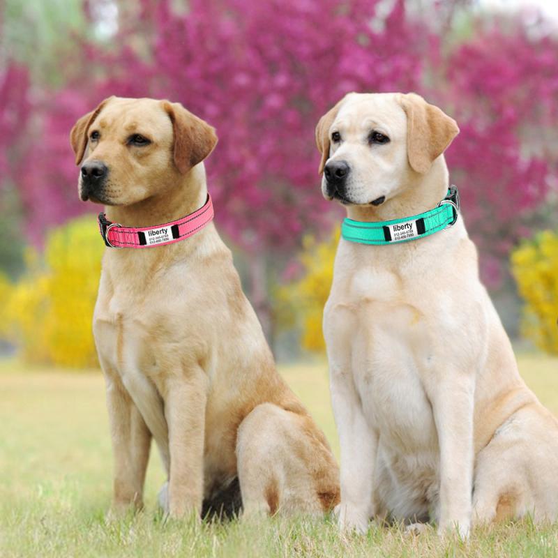 Personalized Reflective Dog Collar with Name Plate