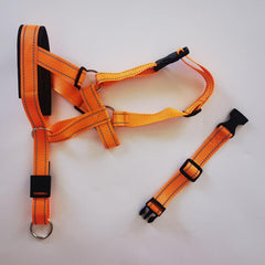 Dog Head Halter and No Pull Collar for Medium and Large Dogs