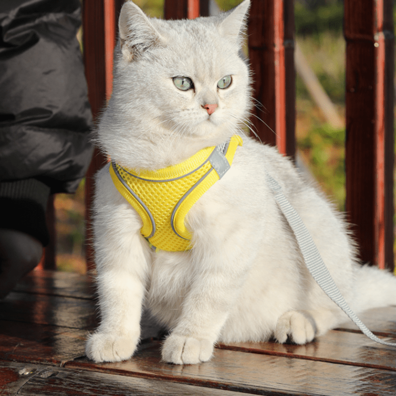 No Pull Comfort Harness & Leash Set for Dogs & Cats