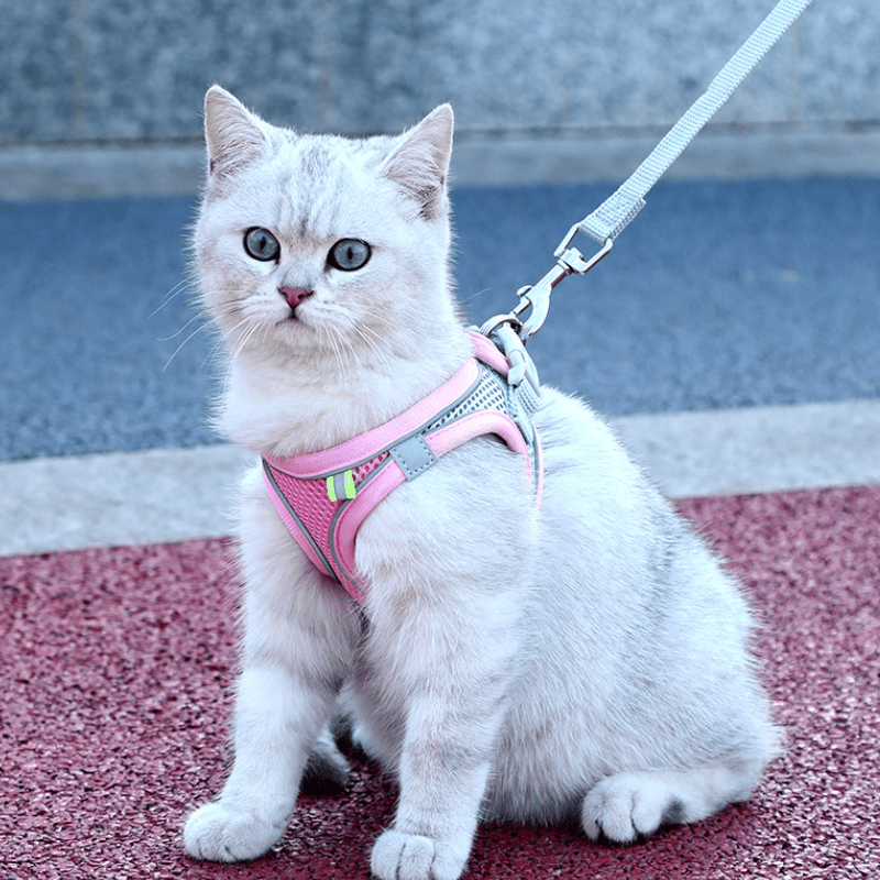 No Pull Comfort Harness & Leash Set for Dogs & Cats