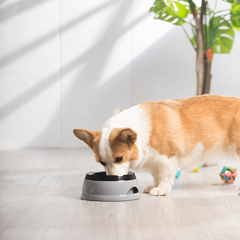 No Spill Plastic Dog Water Bowl Non slip Carried Pet Water Feeder Bowl