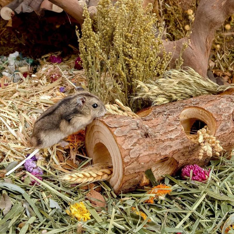 Wooden Hamster Tunnel Toy Forest Hollow Trunk Chew Toy