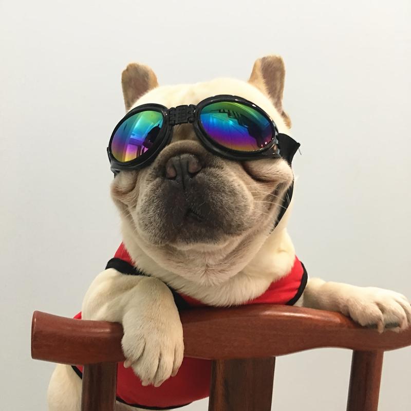 UV Protection Dog Sunglasses with Adjustable Head Strap