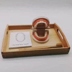 Montessori Tooth Model for Early Learning & Kindergarten