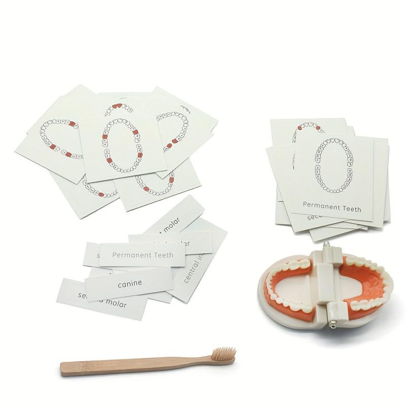 Montessori Tooth Model for Early Learning & Kindergarten