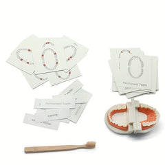Montessori Tooth Model for Early Learning & Kindergarten