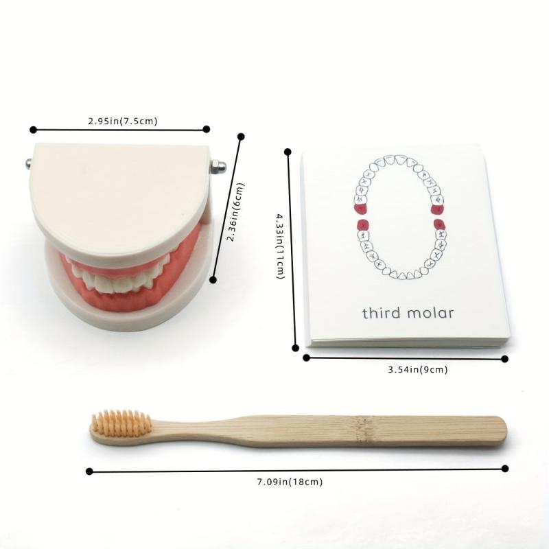 Montessori Tooth Model for Early Learning & Kindergarten