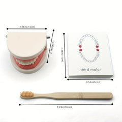 Montessori Tooth Model for Early Learning & Kindergarten